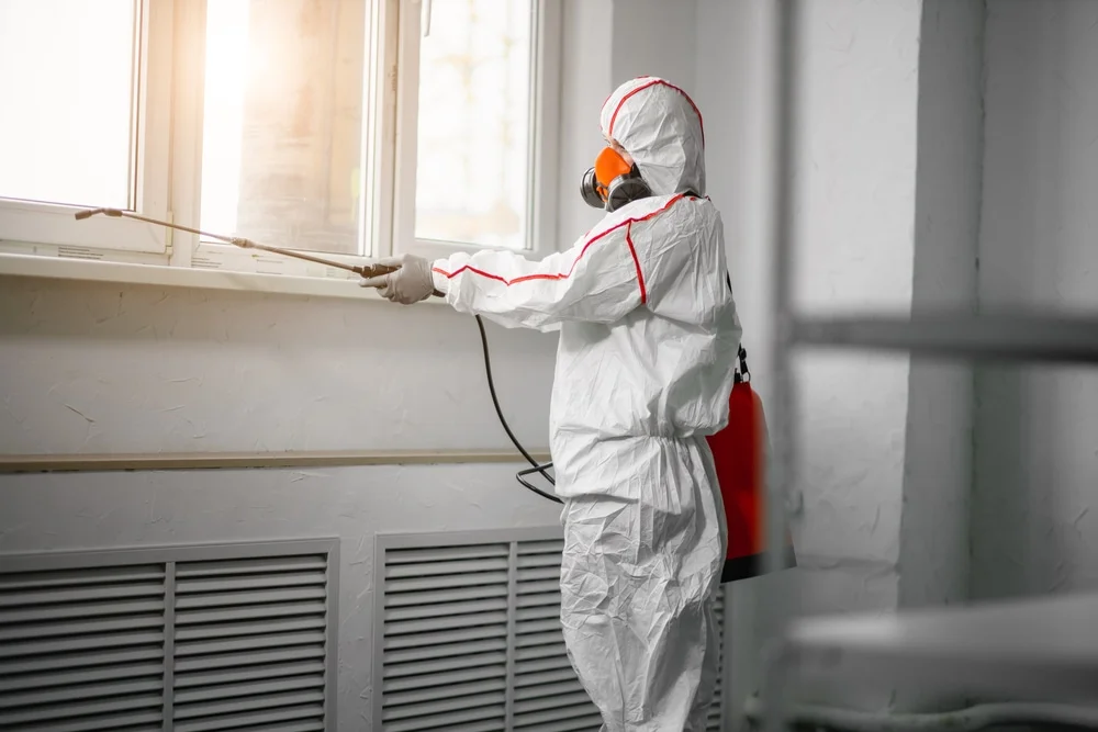 Professional mold remediation services in Zephyrhills, FL